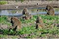 Les singes du Serengeti. Ici des babouins. (4)