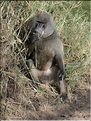 Les singes du Serengeti. Ici des babouins. (5)