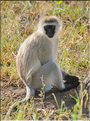 Les singes du Serengeti. Ici des vervets. (6)