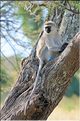 Les singes du Serengeti. Ici des vervets. (7)