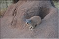 Les damans du Serengeti. (1)