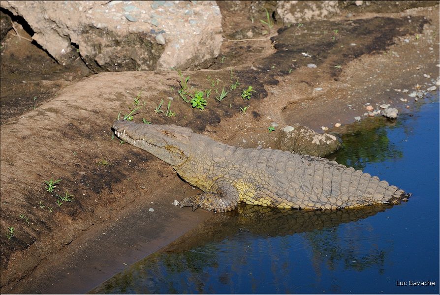 Certains cours d'eaux du Serengeti abritent de nombreux crocodiles... (3)