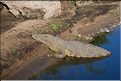 Certains cours d'eaux du Serengeti abritent de nombreux crocodiles... (3)