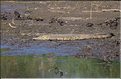 Certains cours d'eaux du Serengeti abritent de nombreux crocodiles... (4)