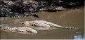 Certains cours d'eaux du Serengeti abritent de nombreux crocodiles... (8)