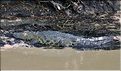 Certains cours d'eaux du Serengeti abritent de nombreux crocodiles... (10)