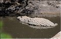 Certains cours d'eaux du Serengeti abritent de nombreux crocodiles... (11)