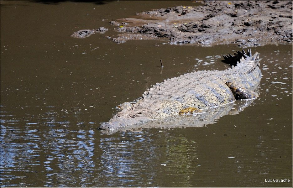 Certains cours d'eaux du Serengeti abritent de nombreux crocodiles... (12)