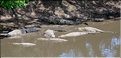 Certains cours d'eaux du Serengeti abritent de nombreux crocodiles... (13)