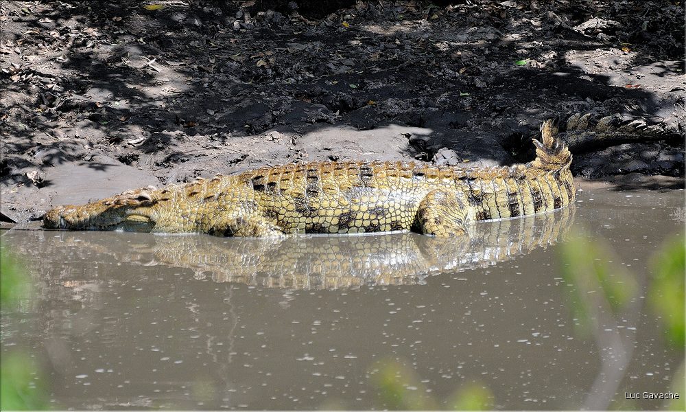 Certains cours d'eaux du Serengeti abritent de nombreux crocodiles... (14)