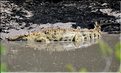 Certains cours d'eaux du Serengeti abritent de nombreux crocodiles... (14)