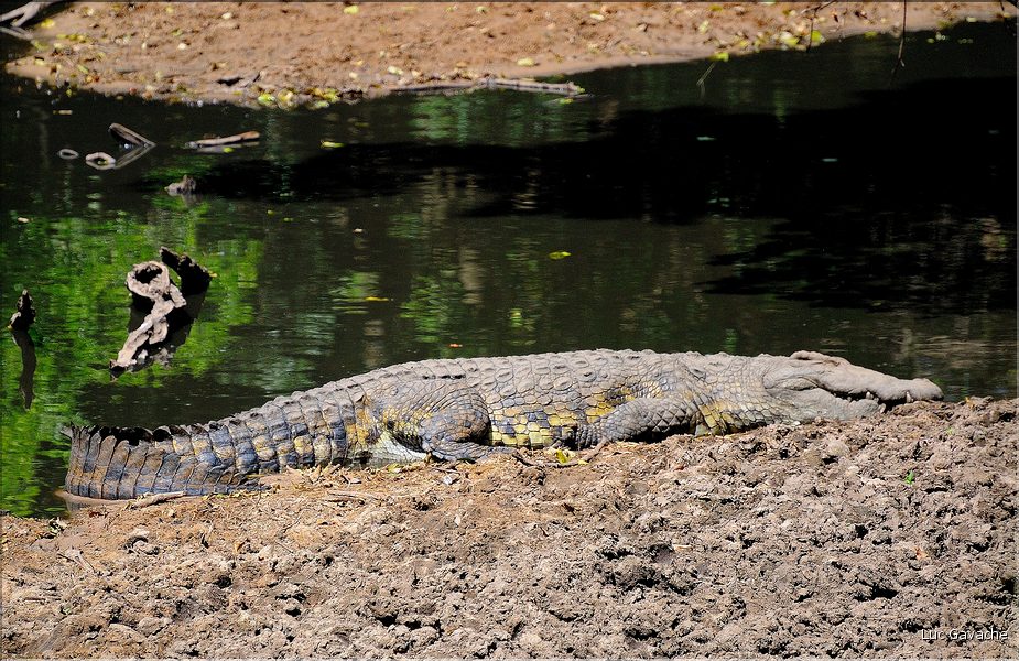 Certains cours d'eaux du Serengeti abritent de nombreux crocodiles... (16)
