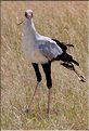 Les oiseaux du Serengeti. Ici un serpentaire. (1)
