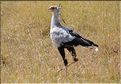 Les oiseaux du Serengeti. Ici un serpentaire. (2)