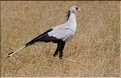 Les oiseaux du Serengeti. Ici un serpentaire. (3)