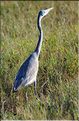 Les oiseaux du Serengeti. Ici un héron.