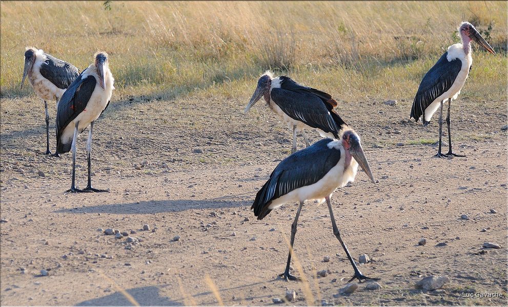Les oiseaux du Serengeti. Ici des marabouts. (3)