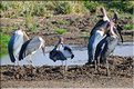 Les oiseaux du Serengeti. Ici des marabouts. (4)