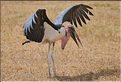 Les oiseaux du Serengeti. Ici des marabouts. (5)