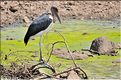 Les oiseaux du Serengeti. Ici des marabouts. (6)