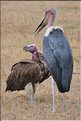 Les oiseaux du Serengeti. Ici un marabout et un vautour oricou. (7)