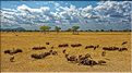 Les oiseaux du Serengeti. Ici des vautours sur une carcasse de gnou mort pendant la grande migration. (1)