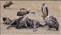Les oiseaux du Serengeti. Ici des vautours sur une carcasse de gnou mort pendant la grande migration. (2)