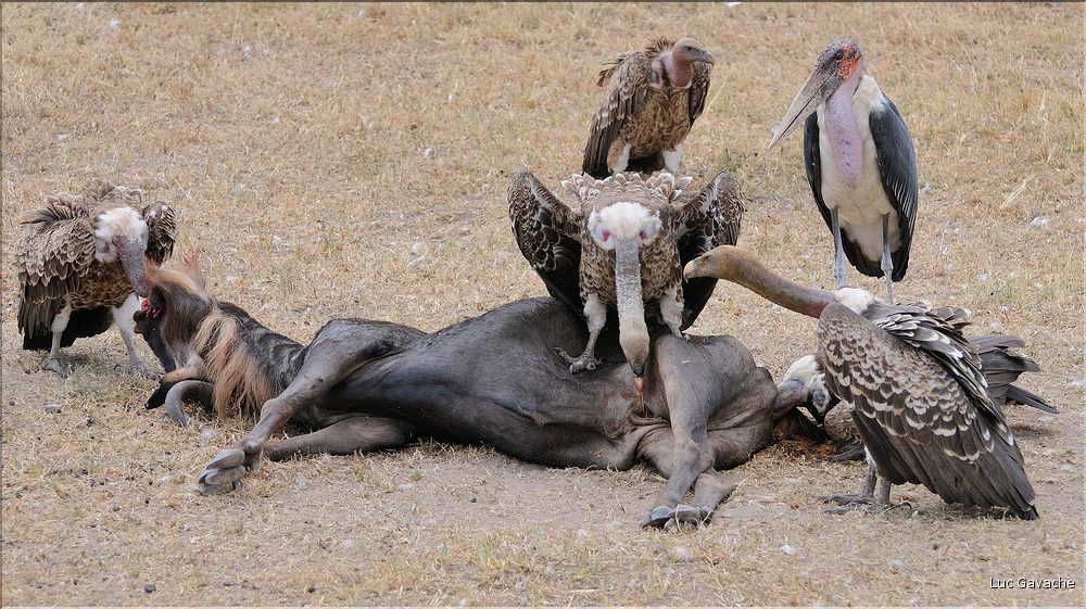 Les oiseaux du Serengeti. Ici des vautours sur une carcasse de gnou mort pendant la grande migration. (3)