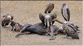 Les oiseaux du Serengeti. Ici des vautours sur une carcasse de gnou mort pendant la grande migration. (3)