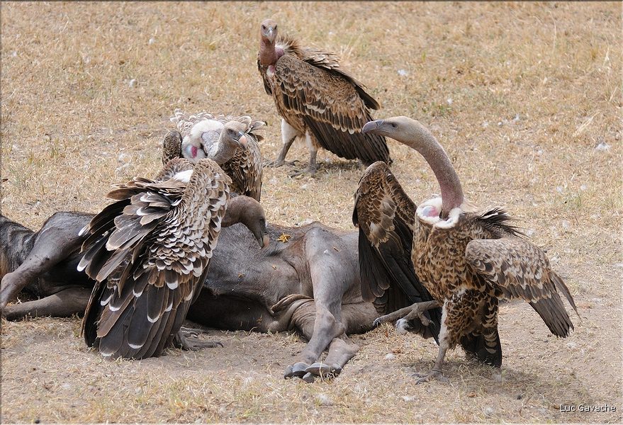 Les oiseaux du Serengeti. Ici des vautours sur une carcasse de gnou mort pendant la grande migration. (5)