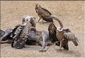Les oiseaux du Serengeti. Ici des vautours sur une carcasse de gnou mort pendant la grande migration. (5)