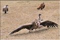 Les oiseaux du Serengeti. Ici des vautours sur une carcasse de gnou mort pendant la grande migration. (6)