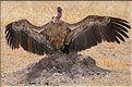 Les oiseaux du Serengeti. Pendant que les vautours dominants s'occupent de la carcasse, les autres attendent en déployant leurs ailes pour évacuer la chaleur. (4)