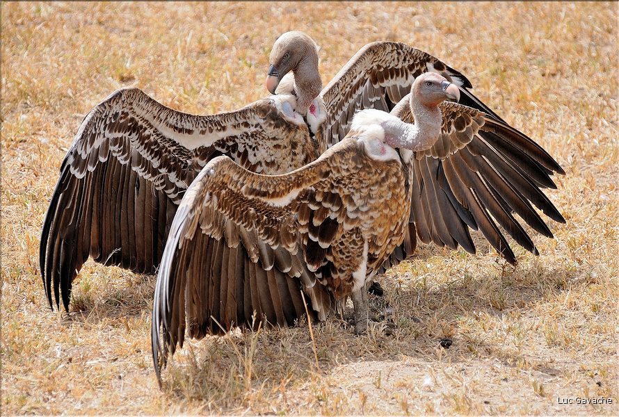 Les oiseaux du Serengeti. Pendant que les vautours dominants s'occupent de la carcasse, les autres attendent en déployant leurs ailes pour évacuer la chaleur. (5)