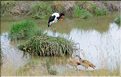 Les oiseaux du Serengeti. Jabiru d'Afrique. (1)