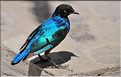 Les oiseaux du Serengeti. Étourneau superbe. (3)