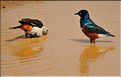 Les oiseaux du Serengeti. Alecto à tête blanche et étourneau superbe. (1)