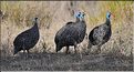 Les oiseaux du Serengeti. Pintades de Numidie. (2)