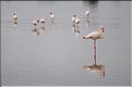 Les oiseaux du Serengeti. Flamants roses dans la région sud du Serengeti. (3)