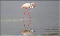 Les oiseaux du Serengeti. Flamants roses dans la région sud du Serengeti. (7)