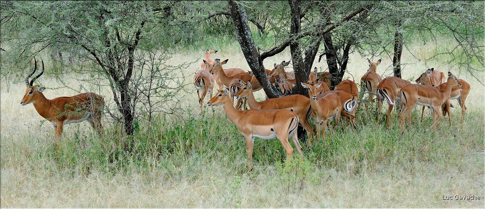 Les impalas font partis des herbivores les plus représentés dans le parc... (1)