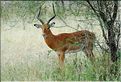 Les impalas font partis des herbivores les plus représentés dans le parc... (2)