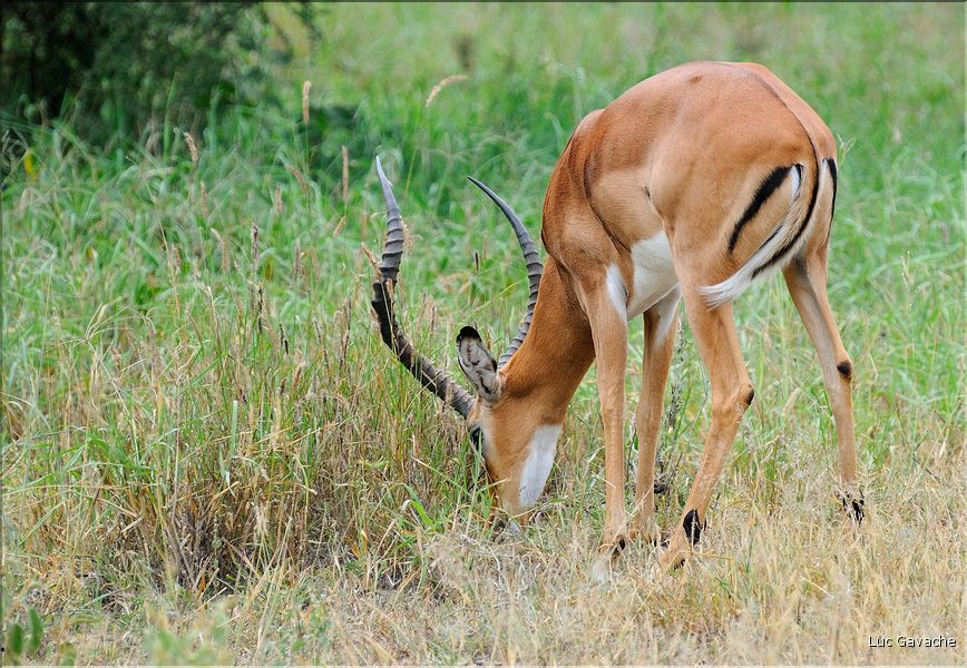 Les impalas font partis des herbivores les plus représentés dans le parc... (3)