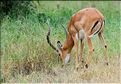 Les impalas font partis des herbivores les plus représentés dans le parc... (3)
