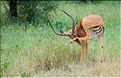 Les impalas font partis des herbivores les plus représentés dans le parc... (4)