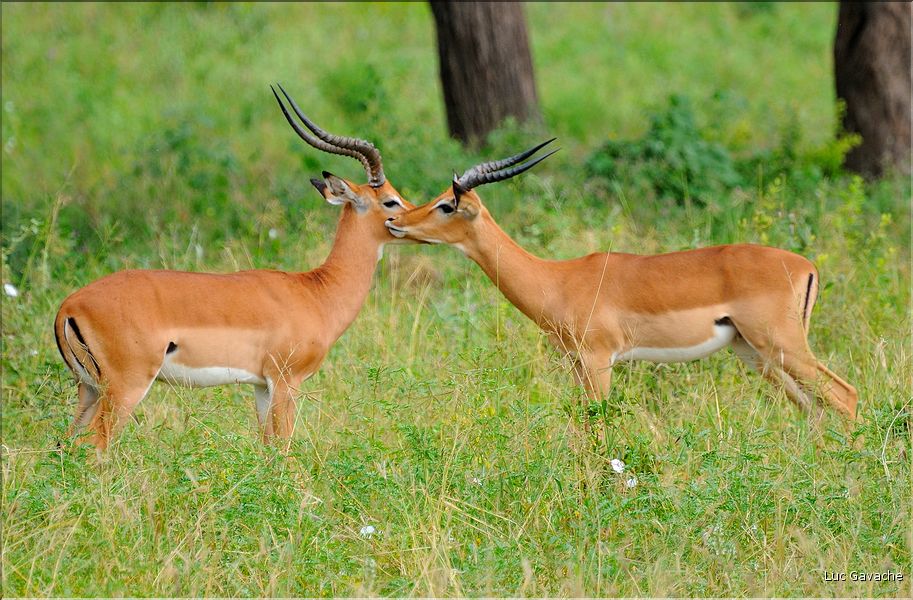 Les impalas font partis des herbivores les plus représentés dans le parc... (5)