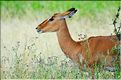 Les impalas font partis des herbivores les plus représentés dans le parc... (6)