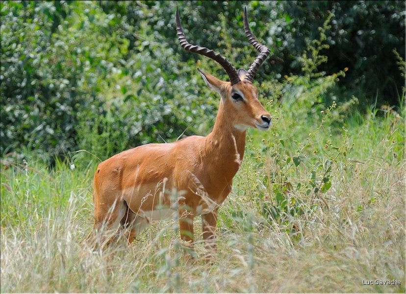 Les impalas font partis des herbivores les plus représentés dans le parc... (7)