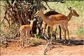 Les impalas font partis des herbivores les plus représentés dans le parc... (8)