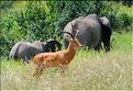 Les impalas font partis des herbivores les plus représentés dans le parc... (9)